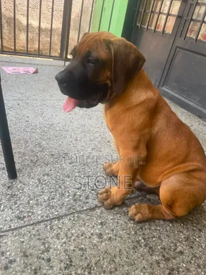 1-3 mois Homme Pure race Boerboel