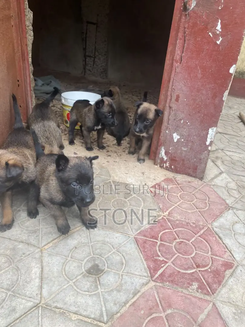 1-3 mois Homme Pure race Belgian Malinois