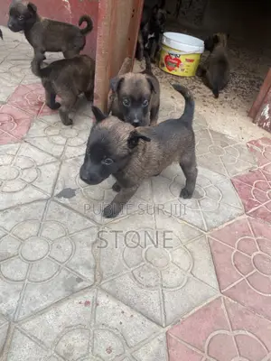 1-3 mois Homme Pure race Belgian Malinois