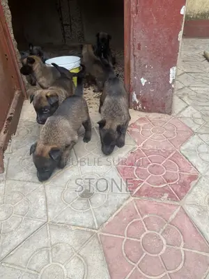 1-3 mois Homme Pure race Belgian Malinois