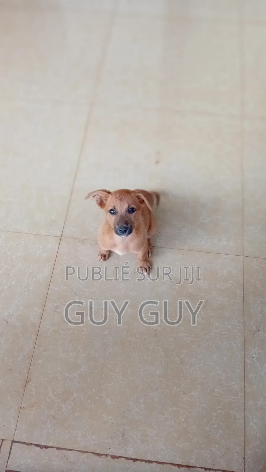 3-6 mois Femme Pure race Affenpinscher