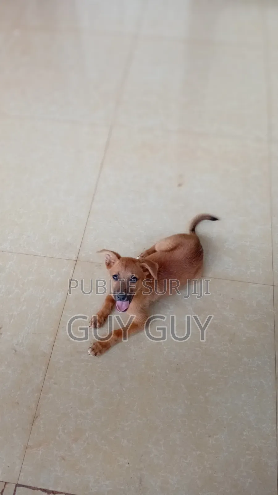 3-6 mois Femme Pure race Affenpinscher