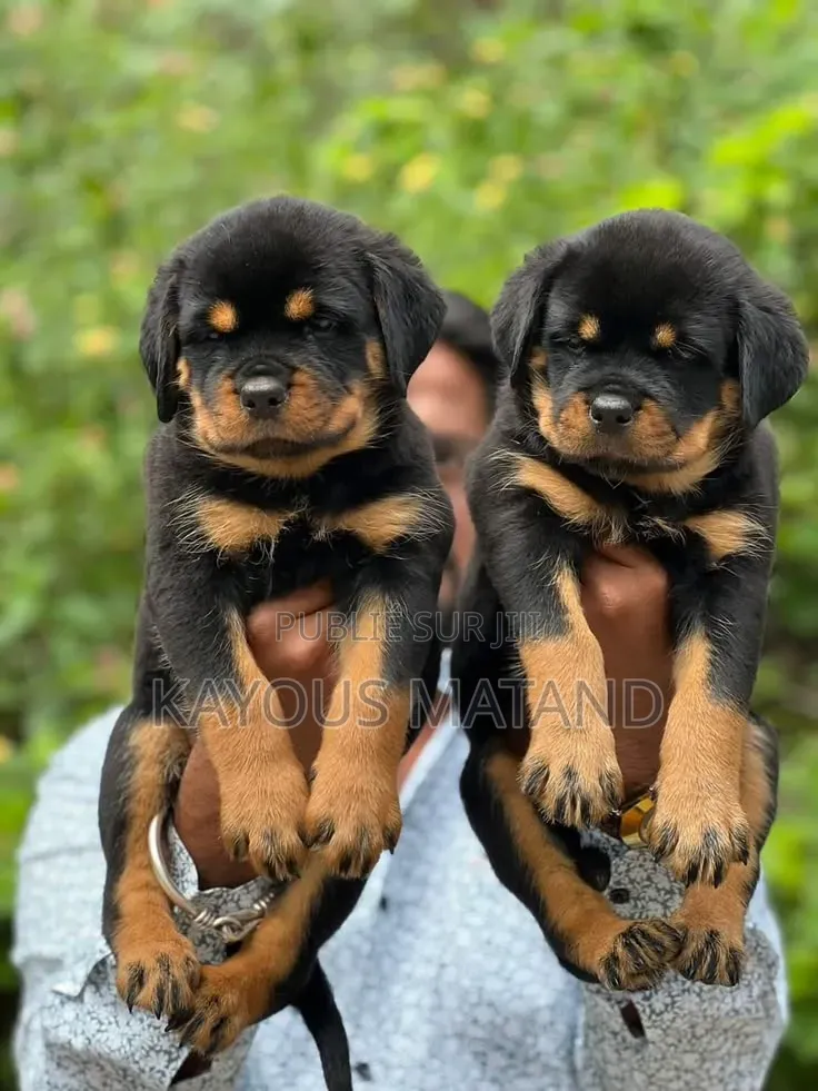 3-6 mois Femme Pure race Rottweiler