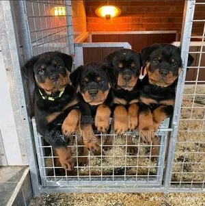 3-6 mois Femme Pure race Rottweiler
