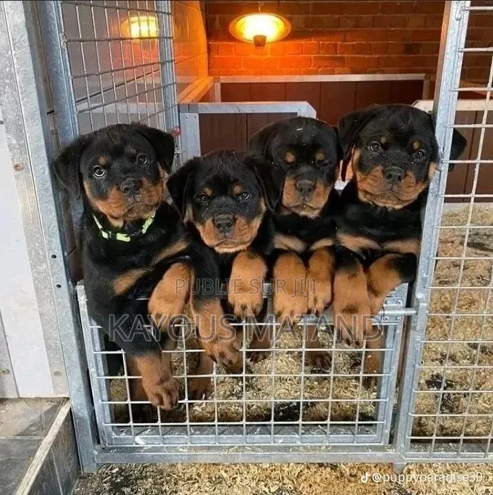 3-6 mois Femme Pure race Rottweiler