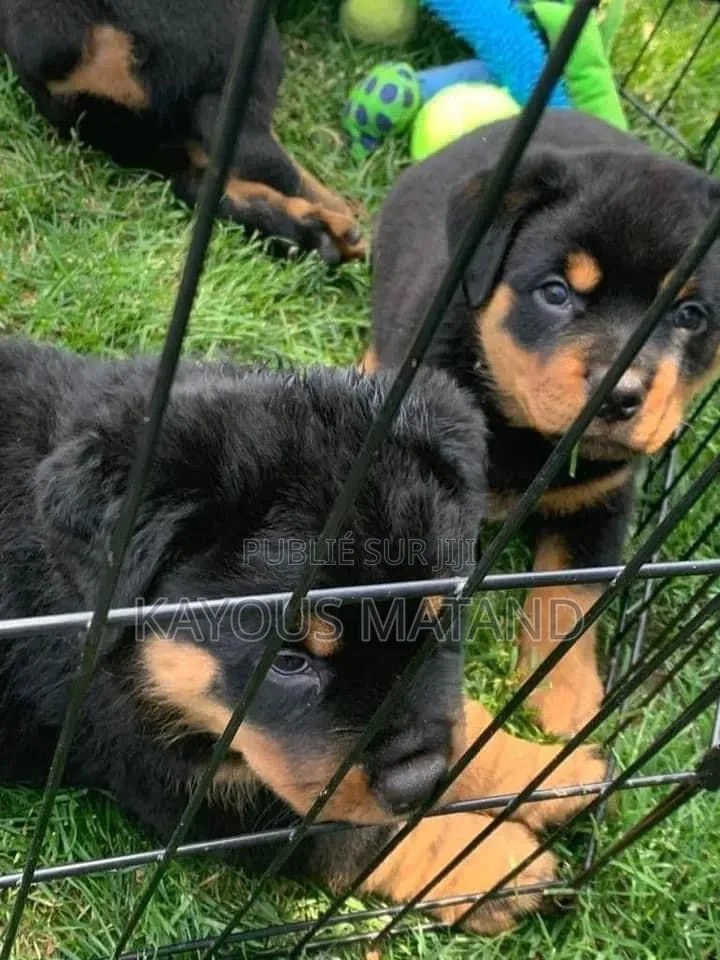 3-6 mois Femme Pure race Rottweiler