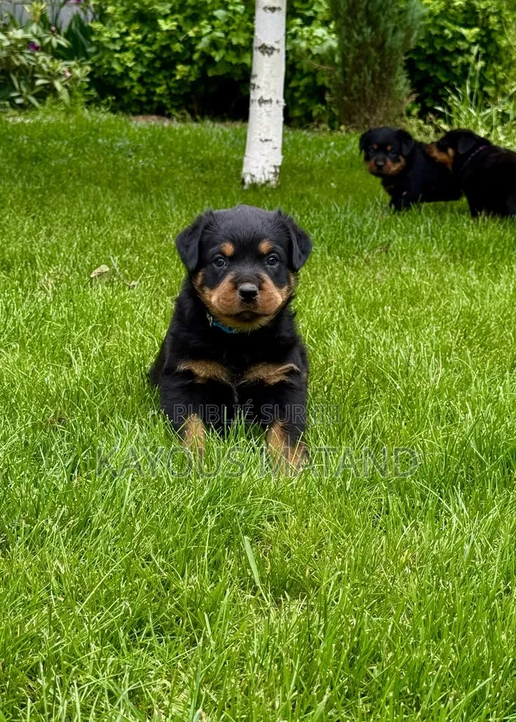 3-6 mois Femme Pure race Rottweiler