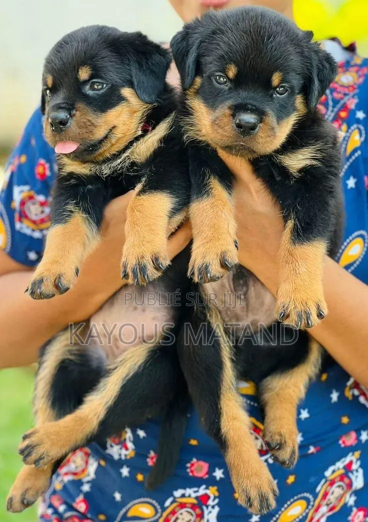 3-6 mois Femme Pure race Rottweiler