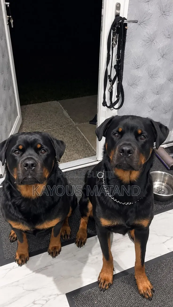 3-6 mois Femme Pure race Rottweiler