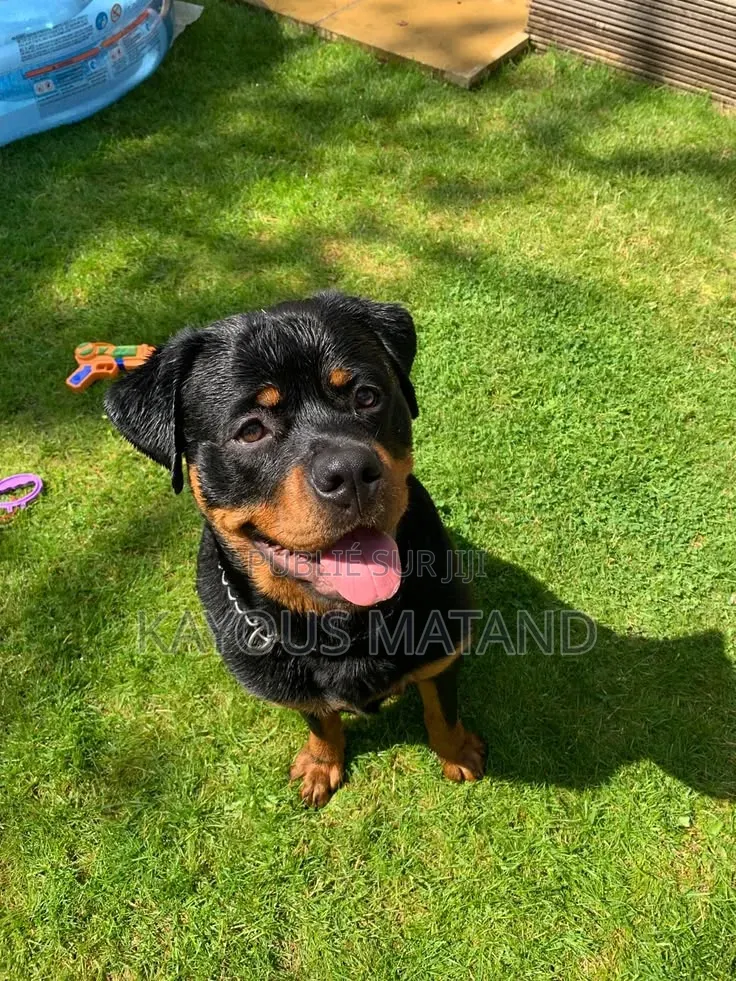 3-6 mois Femme Pure race Rottweiler