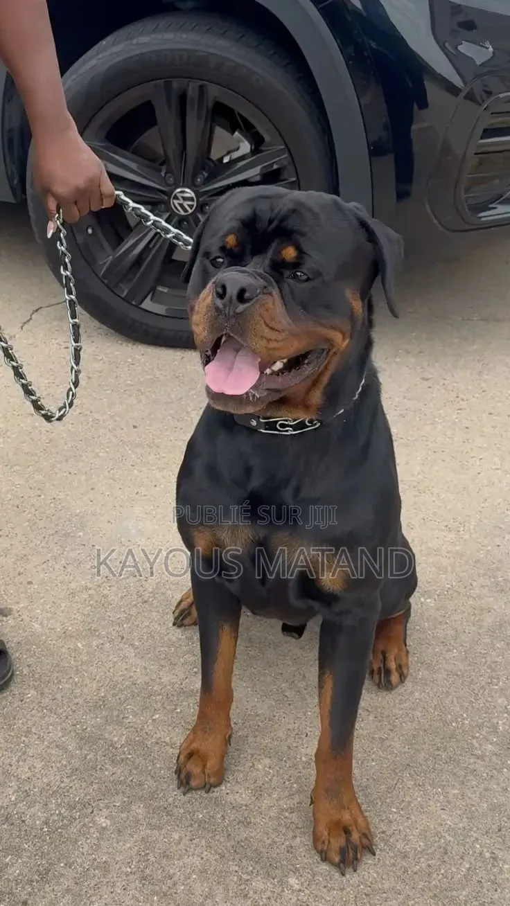 3-6 mois Femme Pure race Rottweiler