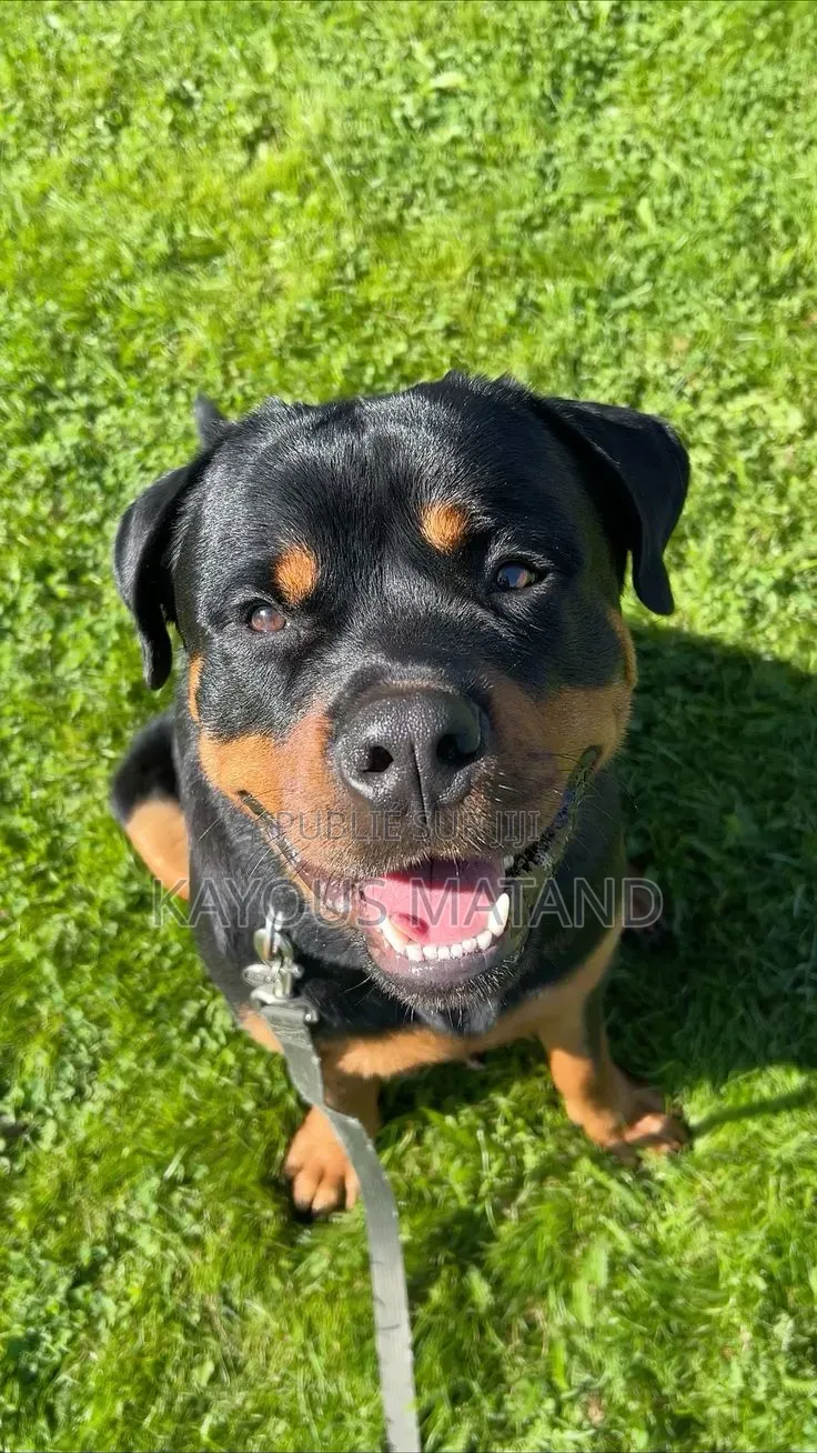 3-6 mois Femme Pure race Rottweiler