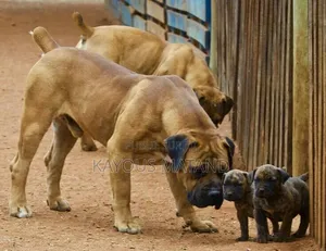 3-6 mois Femme Pure race Boerboel