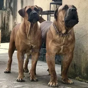 3-6 mois Femme Pure race Boerboel