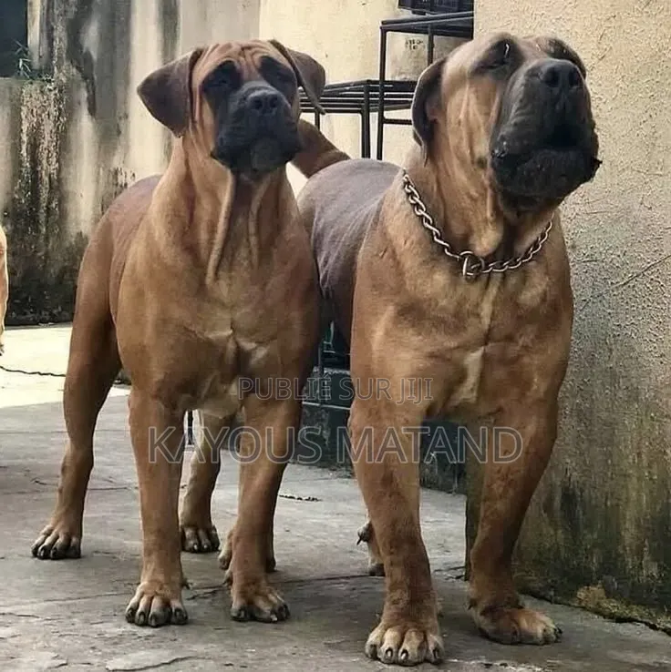 3-6 mois Femme Pure race Boerboel