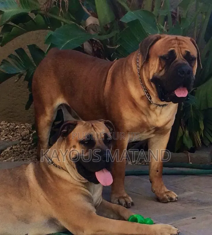 3-6 mois Femme Pure race Boerboel