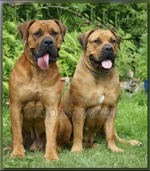 3-6 mois Femme Pure race Boerboel