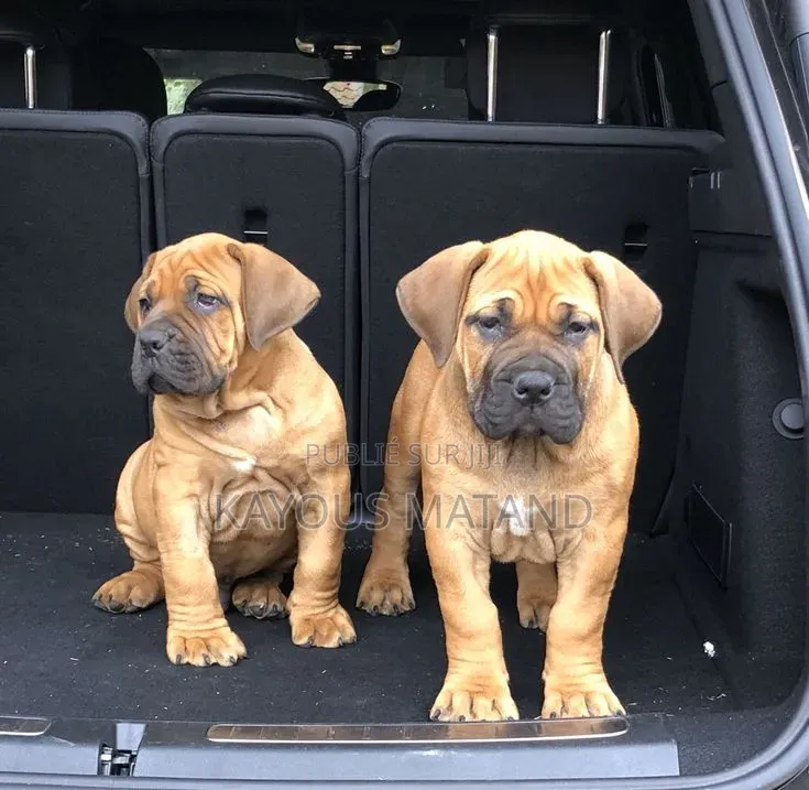 3-6 mois Femme Pure race Boerboel