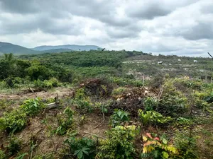 Terrains À Vendre, 1 Hectare