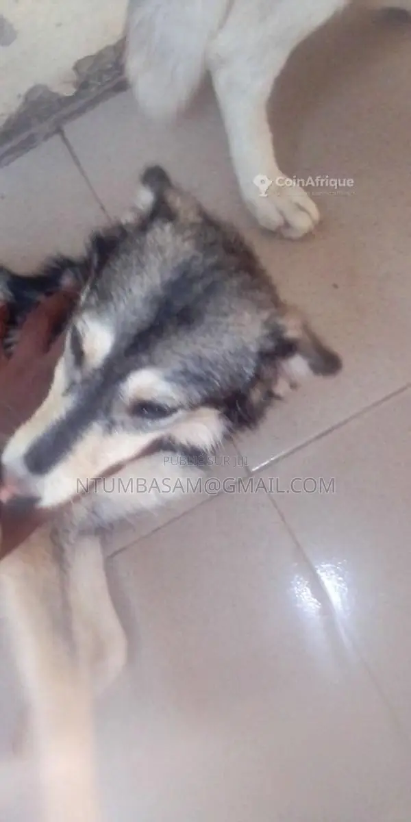 Chiots Husky Sibérien