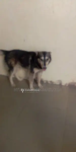 Chiots Husky Sibérien