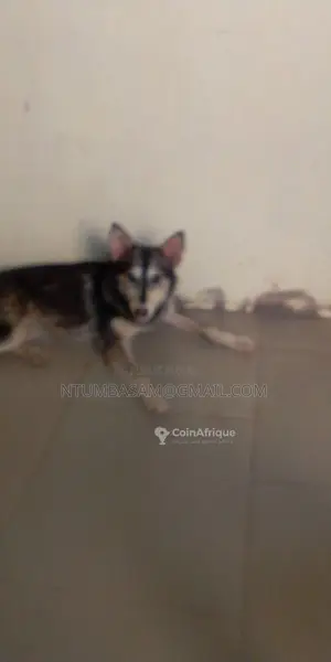 Chiots Husky Sibérien