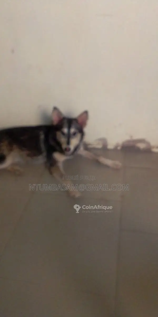 Chiots Husky Sibérien
